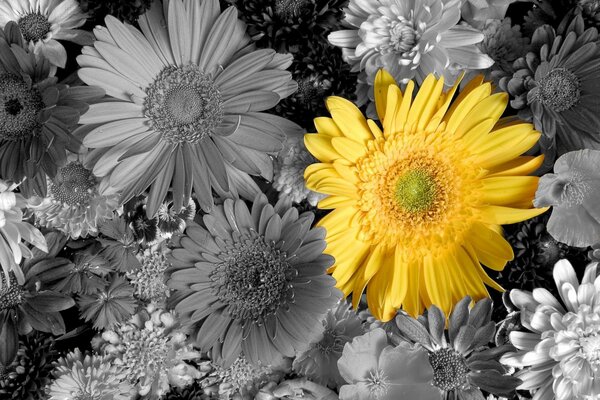 Gelbe Gerbera auf einem Hintergrund von schwarzen und weißen Blumen