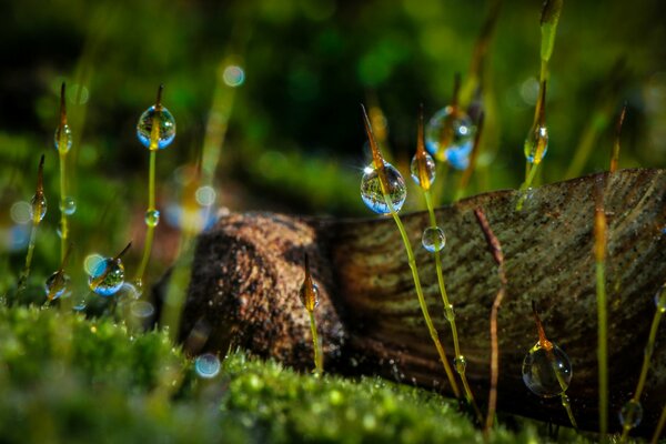 Macro photography of dew drops in the grass