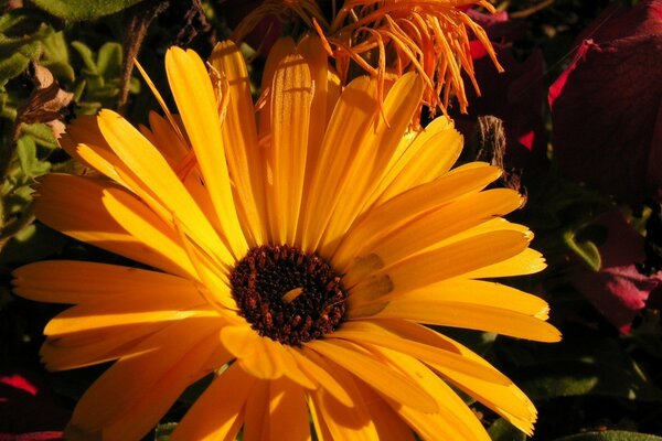 Крупный желтый цветок на солнце