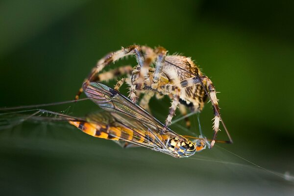 L araignée tresse la guêpe avec sa toile d araignée