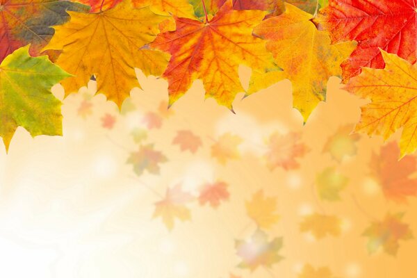 Autumn bright maple leafsacro photography wel