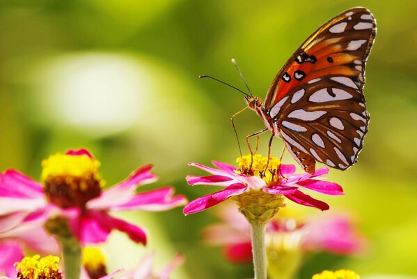 A butterfly on a pink flower. Spring