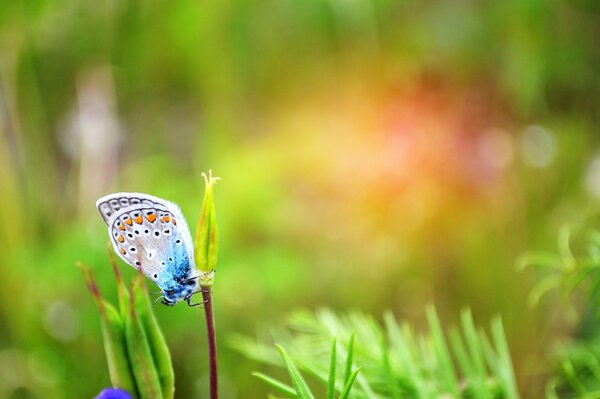 A blue butterfly on the childlike green grass