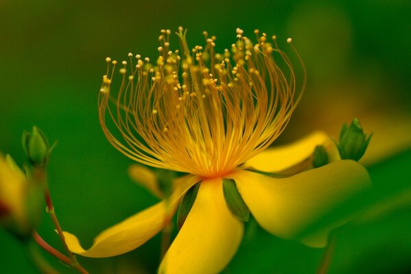 Makroaufnahme der gelben Blume auf grünem Hintergrund