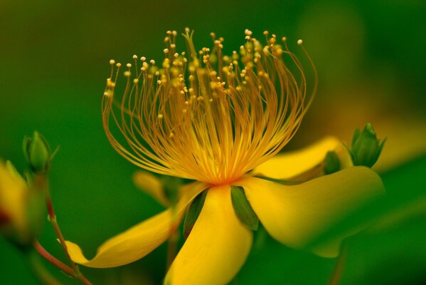 Macro photography of a yellow flower on a green background