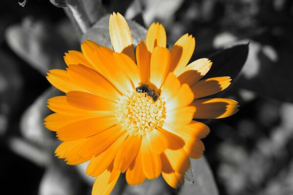 Flor naranja con abeja sobre fondo gris