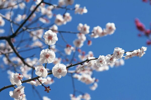 Japanese sakura on the sky background