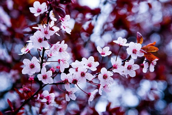 Fiori di ciliegio con macrosemki in primavera