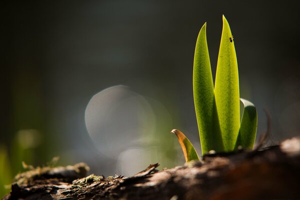 Greenery in the forest. A new sprout