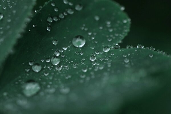 Dew drops on a green leaf