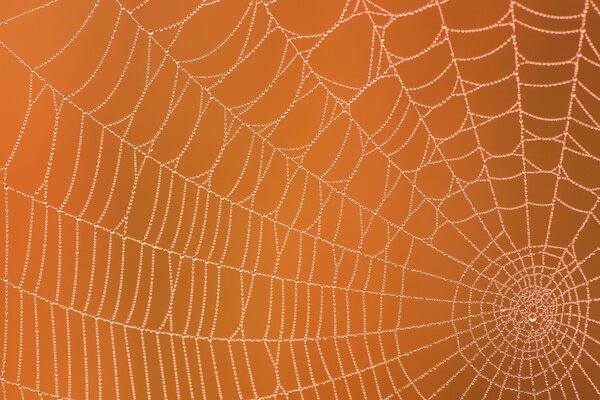 Solid background with cobwebs. Cobwebs in the dew