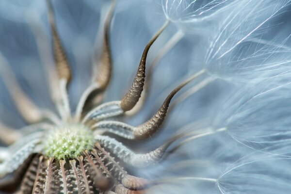 Macro fotografía de cerca del diente de León blanco como la nieve