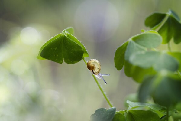 Schnecke am Stiel. Zedene Natur