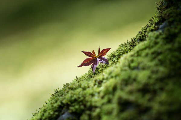 Foglia e verde intorno bellezza