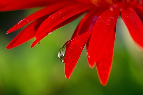 Pétalos de flores de color rojo brillante con una gota de rocío