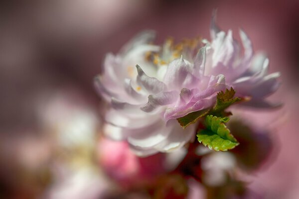 A flower on a blurry background