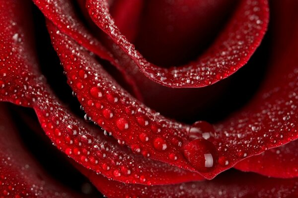 Rose petals and water drops