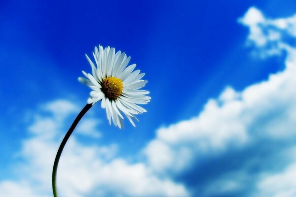 Marguerite blanche sur fond de ciel bleu avec des nuages