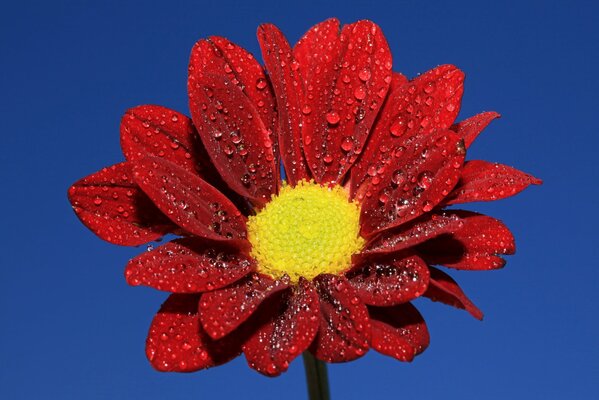 Tautropfen auf einer Hahnblume