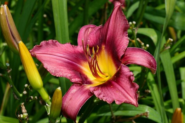 Pink lily with young buds