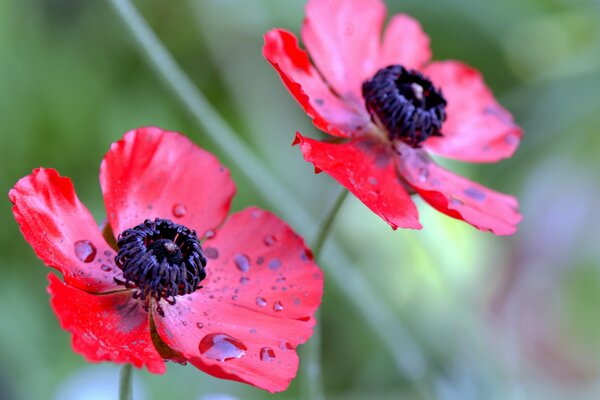 Pétales de fleurs rouges avec des gouttes de rosée