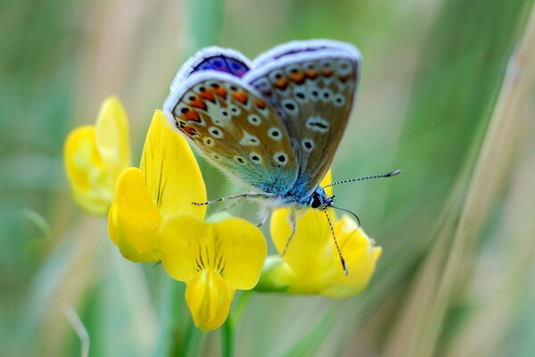 Schmetterling auf einer gelben Blume