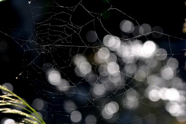 Telaraña de primer plano con reflejos blancos y transparentes sobre fondo negro