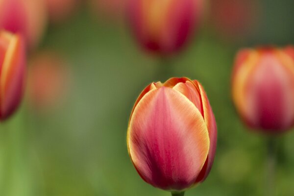 Una hermosa flor de tulipán