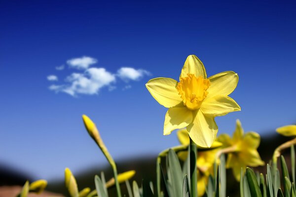 Narciso amarillo contra el cielo azul