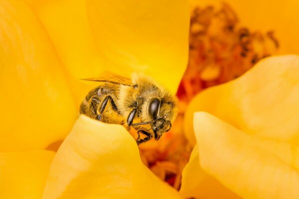 Una abeja en el capullo de una flor recoge néctar