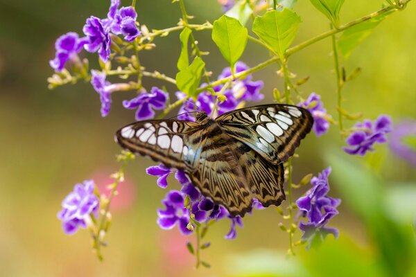 Der bemalte Schmetterling hat eine lila Blume gewählt