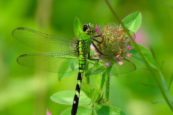 Libelle auf einer Kleeblüte im Feld