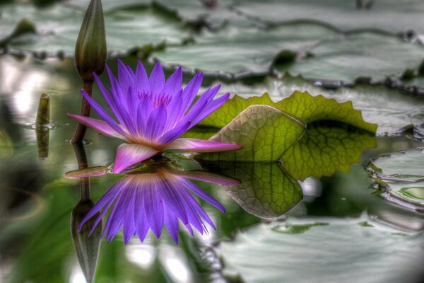 Lily fleuri dans le lac de tir