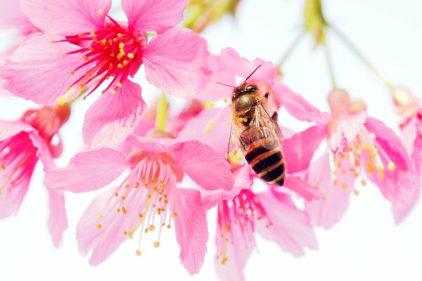 Ape impollinatrice. Piccoli fiori