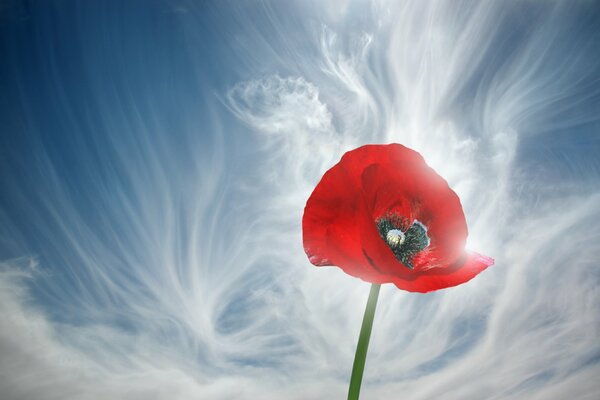 Coquelicot rouge sur fond de ciel bleu