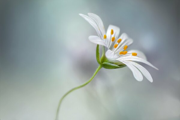 Fiore bianco su gambo verde