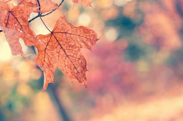 Ahornblatt. herbstliche Landschaft