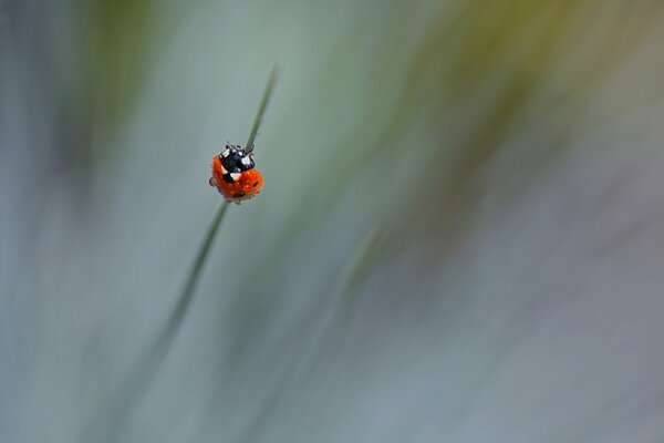 Ladybug hanging on a reed