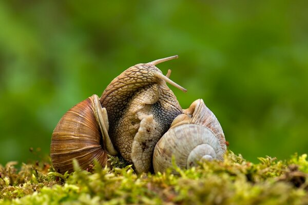 Snails have love for them