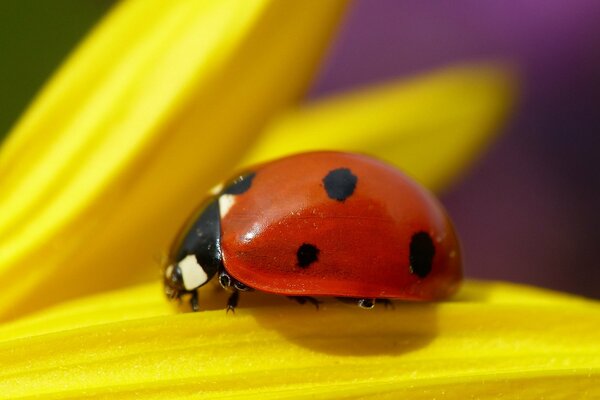 Coccinelle rouge, prise de vue macro