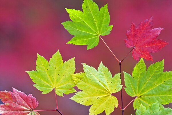 Colored maple leaves on a branch