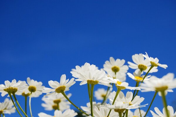 Les marguerites blanches s étendent vers le ciel