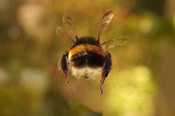 Bumblebee und vier Flügel