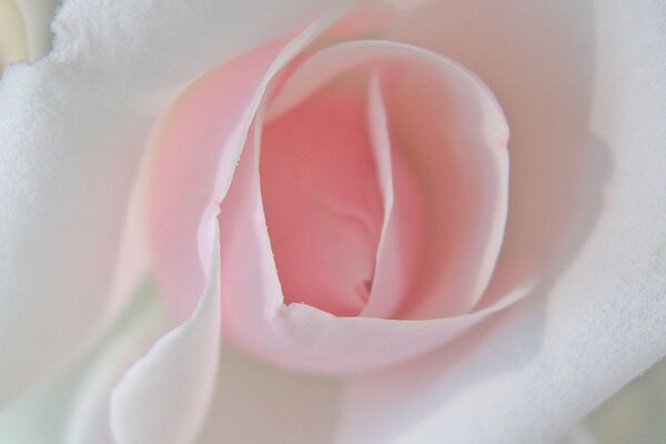 The rosebud of a budding rose