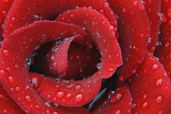 Pączek czerwonej róży w kroplach deszczu