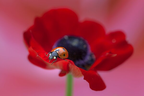 Marienkäfer, der auf einer roten Blume sitzt