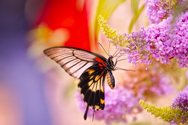 The butterfly flies up to the lilac. Macro photography