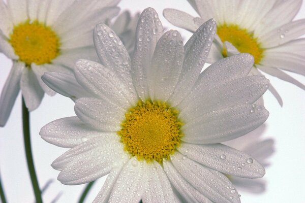 Weiße Gänseblümchen in Wassertropfen