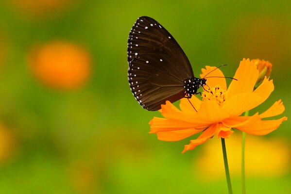 Papillon noir avec des taches blanches