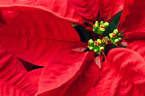 Petites fleurs sur les feuilles rouges